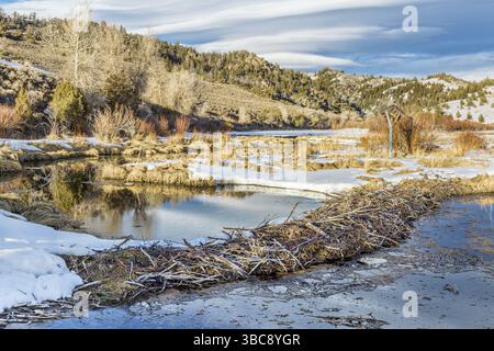 Winter im Bibersumpf im Northern Park, Colorado, am Eingang zum Gateway Canyon in der Nähe von Cowdrey Stockfoto