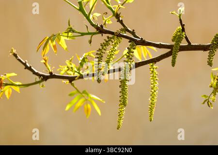 Walnussbaumzweig im Frühjahr, selektiver Fokus Stockfoto