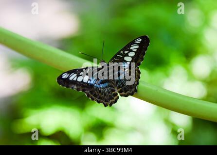 Parthenos sylvia-Schmetterling mit blauen Flügeln auf einem grünen Blütenstamm, umgeben von weichem grünem Hintergrund. Von oben in Singapur geschossen. Stockfoto