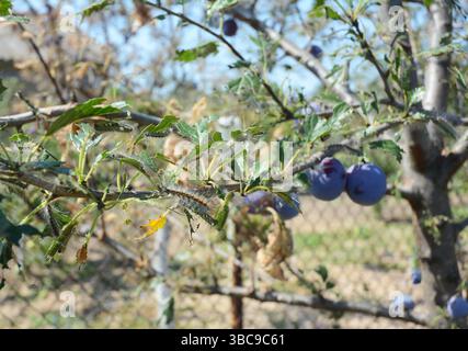Viele Raupen an den Ästen und Blättern des Pflaumenbaums. Stockfoto