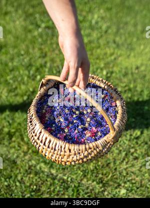 Nahaufnahme einer Hand, die einen gewebten Korb hält, gefüllt mit frisch geernteten bunten getrockneten Blüten, hauptsächlich violett, blau und rot, Kornblumen. Stockfoto