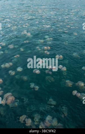 Zahlreiche Rhizostoma Pulmo Quallen schweben in klarem, plätscherndem Wasser und zeigen verschiedene Größen und Formen. Stockfoto