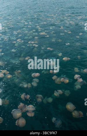 Zahlreiche Rhizostoma Pulmo Quallen schweben in klarem, plätscherndem Wasser und zeigen verschiedene Größen und Formen. Stockfoto