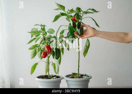 Der Gärtner überprüft das Wachstum von Topfpaprika, eine mit reifer roter Paprika und die andere mit einem einzigen grünen Pfeffer, und stellt dabei selbst angebaute Produkte vor Stockfoto