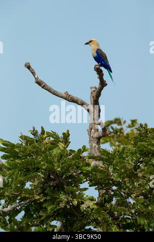 Blaubauchiger Roller Coracias cyanogaster, adulte Hochsitzer, Kartong Wetland, Kombo South, Gambia, März Stockfoto