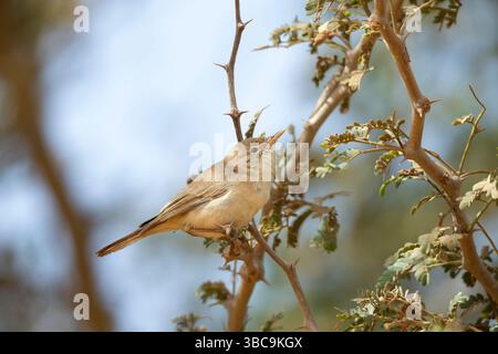 Melodius Warbler Hippolais polyglotta, hoch im Akazienbusch, Kartong Wetland, Kombo Süd, Gambia, März Stockfoto