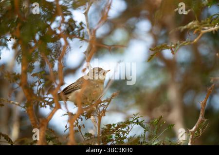Melodius Warbler Hippolais polyglotta, hoch im Akazienbusch, Kartong Wetland, Kombo Süd, Gambia, März Stockfoto