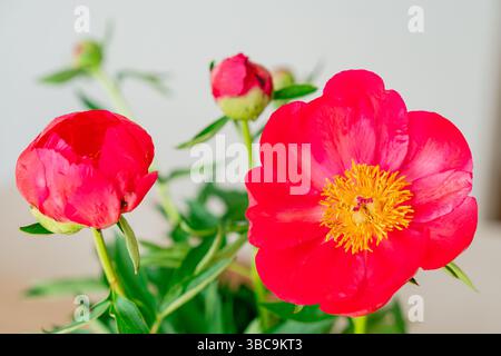 Schöne rote Pfingstrose bei Tageslicht. Makroaufnahme mit Blütenblättern und natürlicher Schönheit, ideal für Frühlings- oder botanische Inhalte. Stockfoto