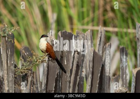 Senegal Coucal Centropus senegalensis, Erwachsener auf Zaun, Kartong Feuchtgebiet, Kombo Süd, Gambia, März Stockfoto