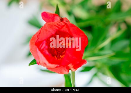 Leuchtende rote Pfingstrosenblüte in voller Blüte, mit komplizierten Blütenblättern und einem lebendigen Zentrum. Das Bild konzentriert sich auf die üppige Textur und Details von Stockfoto