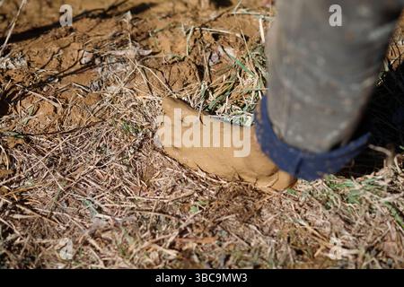 Bauern, die im Schlamm graben, um Reisfelder zu kreieren. Stockfoto
