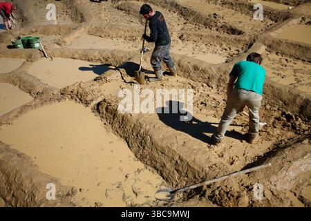 Bauern, die im Schlamm graben, um Reisfelder zu kreieren. Stockfoto