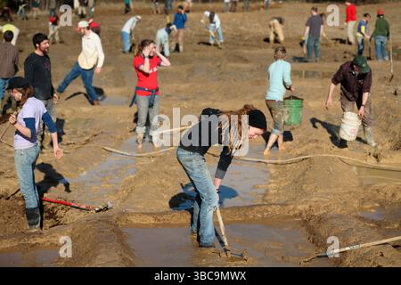 Bauern, die im Schlamm graben, um Reisfelder zu kreieren. Stockfoto