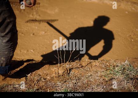 Bauern, die im Schlamm graben, um Reisfelder zu kreieren. Stockfoto