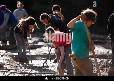 Bauern, die im Schlamm graben, um Reisfelder zu kreieren. Stockfoto