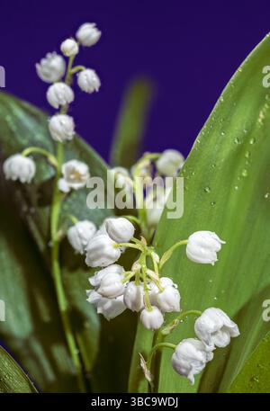 Elegante weiße Lilie des Tals gegen ein tiefes Blau Stockfoto