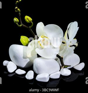 Elegante weiße Phalaenopsis Orchideenblüte auf glatten weißen Steinen Stockfoto