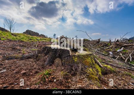 Kürzlich geschnittene Holzplantage an der alten gepflasterten Strecke zum Stanage Pole, Peak District, Großbritannien Stockfoto