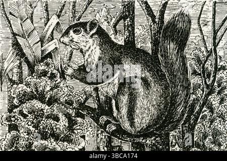 CHICKAREE ODER RED SQUIRREL ( Sciurus hudsonii ) - Nordamerikanisches Rotes Eichhörnchen auf der Pine Branch Stockfoto