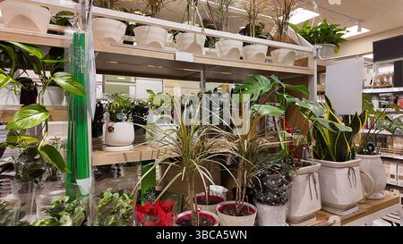 Zimmerpflanzen oder Blumenladen mit tropischen Zimmerpflanzen. Stockfoto