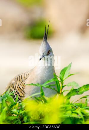 Porträt einer Haubentaube. Vogel in Nahaufnahme. Ocyphaps-Lophoten. Topknottaube Stockfoto