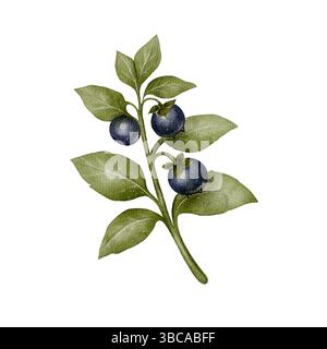 Handgemalte Aquarellillustration eines Belladonna Heidelbeerzweigs mit Reifen Beeren und grünen Blättern, isoliert auf weiß. Geeignet für kulinarische Designs, natürliche Produktverpackungen, Kräutertee-Themen Stockfoto