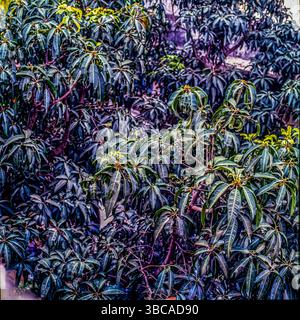 Mangifera indica, gemeinhin als Mango bekannt, ist eine Art Blütenpflanze der Familie Anacardiaceae. Es handelt sich um einen großen Obstbaum, der bis zu einer Höhe von 30 Metern wachsen kann. In modernen Mangos gibt es zwei unterschiedliche genetische Populationen – den „indischen“ und den „südostasiatischen“ Typ. Die großen Blätter eines Mangobaums sind lederfarben, 5 bis 16 cm lang und bleiben ein Jahr oder länger auf dem Baum. Blumen werden in Terminalpanikeln oder -Clustern mit einer Länge von 4 bis 16 cm produziert. Jede Blume ist klein mit weißen Blütenblättern und einem milden süßen Aroma. Indien Stockfoto