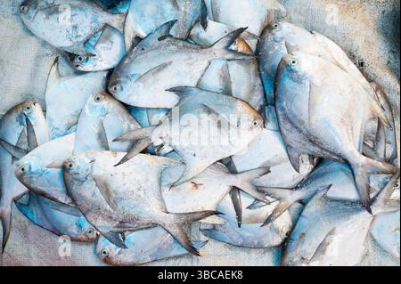Pomfret Fisch, Marktstand mit frisch gefangenen Meeresfrüchten in Kochi, Indien, Fischindustrie am Arabischen Meer, Blauer Butterfisch, pampus, Trachinotus Block Stockfoto