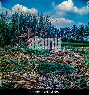 Zuckerrohr oder Zuckerrohr ist eine Art von hohem, mehrjährigem Gras, das für die Zuckerherstellung verwendet wird. Die Pflanzen sind 2 bis 6 m hoch und verfügen über stout-gelenkte, faserige Stiele, die reich an Saccharose sind, die sich in den Halmzwischenknoten ansammelt. Zuckerrohr (Saccharum officinarum), mehrjähriges Gras der Familie Poaceae, in erster Linie wegen seines Safts angebaut, aus dem Zucker verarbeitet wird. Zuckerrohr ist eine wasserintensive Pflanze, die das ganze Jahr über im Boden verbleibt. Als eine der durstreichsten Feldfrüchte der Welt wird in Indien weithin angebaut. Sie bietet direkt oder indirekt Beschäftigung für über eine Million Menschen. Stockfoto