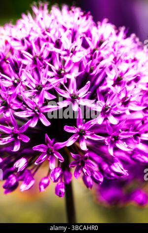 Allium Flowers, Northumberland, Frühling, Mai 2025 Stockfoto