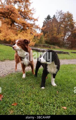 Zwei Hunde stehen auf einem grasbewachsenen Feld Stockfoto