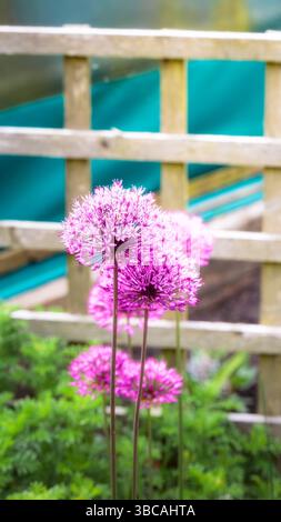 Allium Flowers, Northumberland, Frühling, Mai 2025 Stockfoto