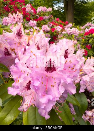 Rosafarbene Rhododendron-Blüten mit Wassertropfen, Makroaufnahme mit leuchtenden Farben, zarten Blütenblättern. Perfekt für naturbelassene Designs, Gartenarbeit insp Stockfoto