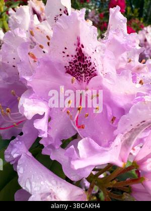 Rosafarbene Rhododendron-Blüten mit Wassertropfen, Makroaufnahme mit leuchtenden Farben, zarten Blütenblättern. Perfekt für Naturmotive und Gartenarbeit Stockfoto