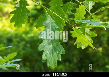 Das Blatt von Quercus petraea, sessile Eiche Stockfoto