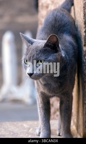 Katze im Philae Tempel, Assuan, Ägypten Stockfoto