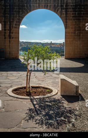 Baum gepflanzt von HRH, dem Herzog von Gloucester, zum Gedenken an das Diamantenjubiläum von HM Queen Elizabeth II. In den oberen Barrakka Gardens. Valletta, Malta. Stockfoto