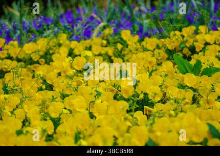 Im März erwacht ein Stadtpark zum Leben, während farbenfrohe Stiefmütterchen blühen und ein üppiger Wandteppich aus Frühlingswärme weben. Stockfoto