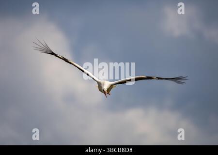 Weißstorch im Flug gegen den Himmel Stockfoto