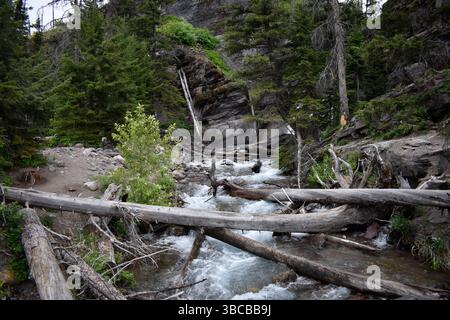 Ein rauschender Bach schlängelt sich durch einen dichten Wald im Glacier National Park, Montana, wo gefallene Baumstämme eine zerklüftete natürliche Kreuzung bilden. Stockfoto