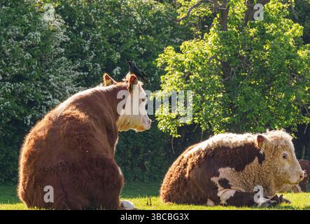 Traditionelles Hereford-Vieh mit Jackdaw Stockfoto