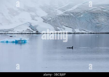 Ein Orca (Orcinus Orca) oder Killerwal ist im Errera-Kanal der antarktischen Halbinsel zu sehen. Der Zahnwal ist ein Spitzenräuber. Stockfoto