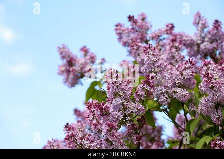 Lila Blumen auf einem Busch auf blauem Himmel Hintergrund. Frühlingsblüte und grüne Blätter Stockfoto