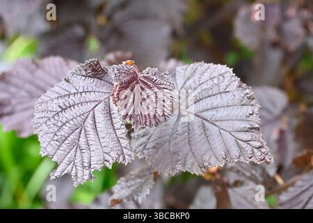 Dunkelviolettes Frühlingslaub von violettem filbert oder Haselnuss, Corylus maxima „purpurea“ UK Garden May Stockfoto