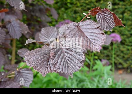 Dunkelviolettes Frühlingslaub von violettem filbert oder Haselnuss, Corylus maxima „purpurea“ UK Garden May Stockfoto