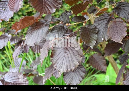 Dunkelviolettes Frühlingslaub von violettem filbert oder Haselnuss, Corylus maxima „purpurea“ UK Garden May Stockfoto
