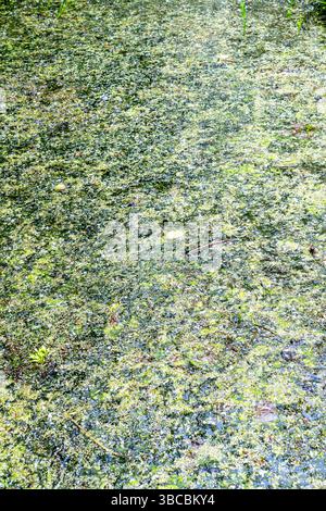 Vollrahmenabstrakt von Grünalgen auf der Oberfläche von Teichwasser Stockfoto