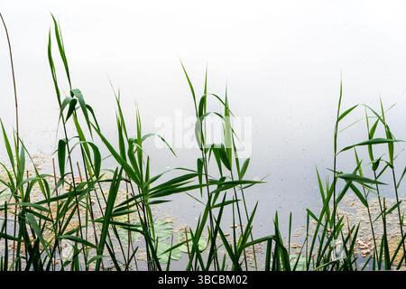 Grünes Schilf mit Wasser im Hintergrund Stockfoto