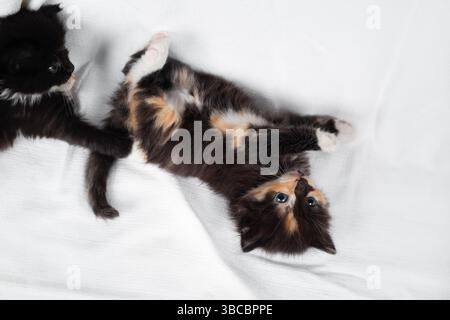 Neugieriges Schildpatt-Kätzchen liegt auf einem weißen Laken. Stockfoto