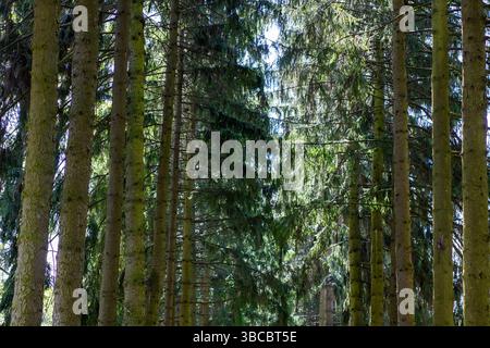 Eine malerische Reihe von hohen Kiefern, majestätisch in einem ruhigen Wald, mit der warmen Sonne, die wunderschön durch die Äste der Bäume scheint Stockfoto